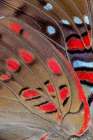 Butterfly wing close-up Art Print